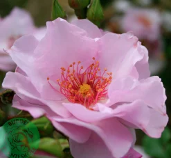 Flerblommig Buskros 'Odyssey' 'Franski' Barrotad><noscript><img width=
