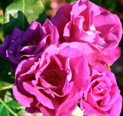 Flerblommig Buskros 'Rhapsody in Blue' 'Frantasia' Barrotad>Omnia garden