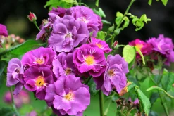 Flerblommig Buskros 'Rhapsody in Blue' 'Frantasia' Barrotad>Omnia garden