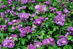 Flerblommig Buskros 'Rhapsody in Blue' 'Frantasia' Barrotad><noscript><img width=
