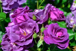 Flerblommig Buskros 'Rhapsody in Blue' 'Frantasia' Barrotad><noscript><img width=