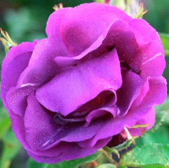 Flerblommig Buskros 'Rhapsody in Blue' 'Frantasia' Barrotad><noscript><img width=