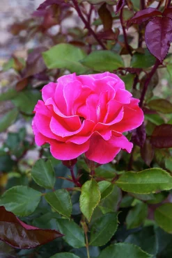 Flerblommig Buskros 'Romanze' 'Tanezamor' Barrotad><noscript><img width=