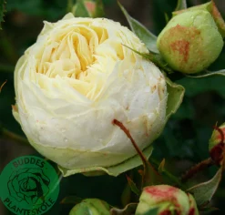 Flerblommig Buskros 'Wedding Piano' 'Tan09469' Barrotad>Omnia garden Best