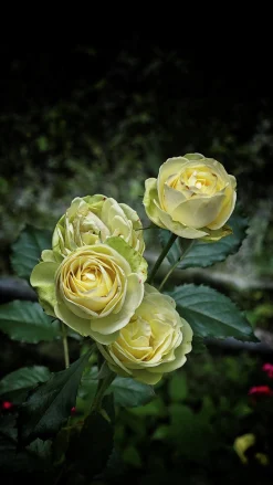 Flerblommig Buskros 'Wedding Piano' 'Tan09469' Barrotad><noscript><img width=
