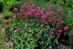 Flerårig Pipört 'Coccineus'>Omnia garden Clearance