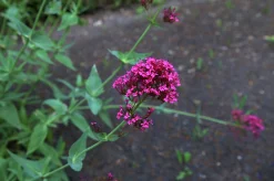 Flerårig Pipört 'Coccineus'><noscript><img width=