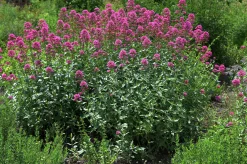 Flerårig Pipört 'Coccineus'><noscript><img width=