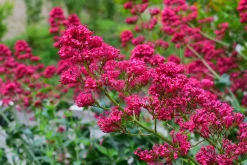Flerårig Pipört 'Coccineus'><noscript><img width=