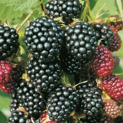 Flikbjörnbär 'Thornless Evergreen'>Omnia garden Hot