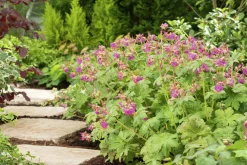 Flocknäva 'Ingwersen's Variety'>Omnia garden Discount