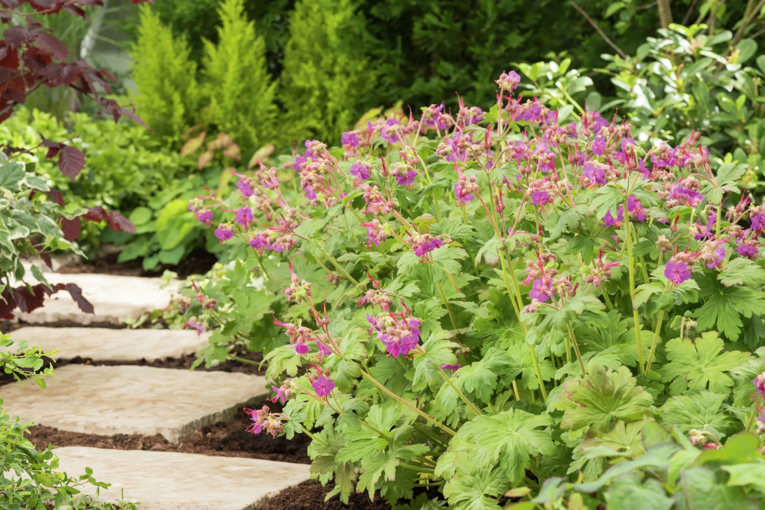 Flocknäva 'Ingwersen's Variety'>Omnia garden Discount