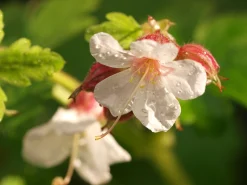 Flocknäva 'Spessart'>Omnia garden Online