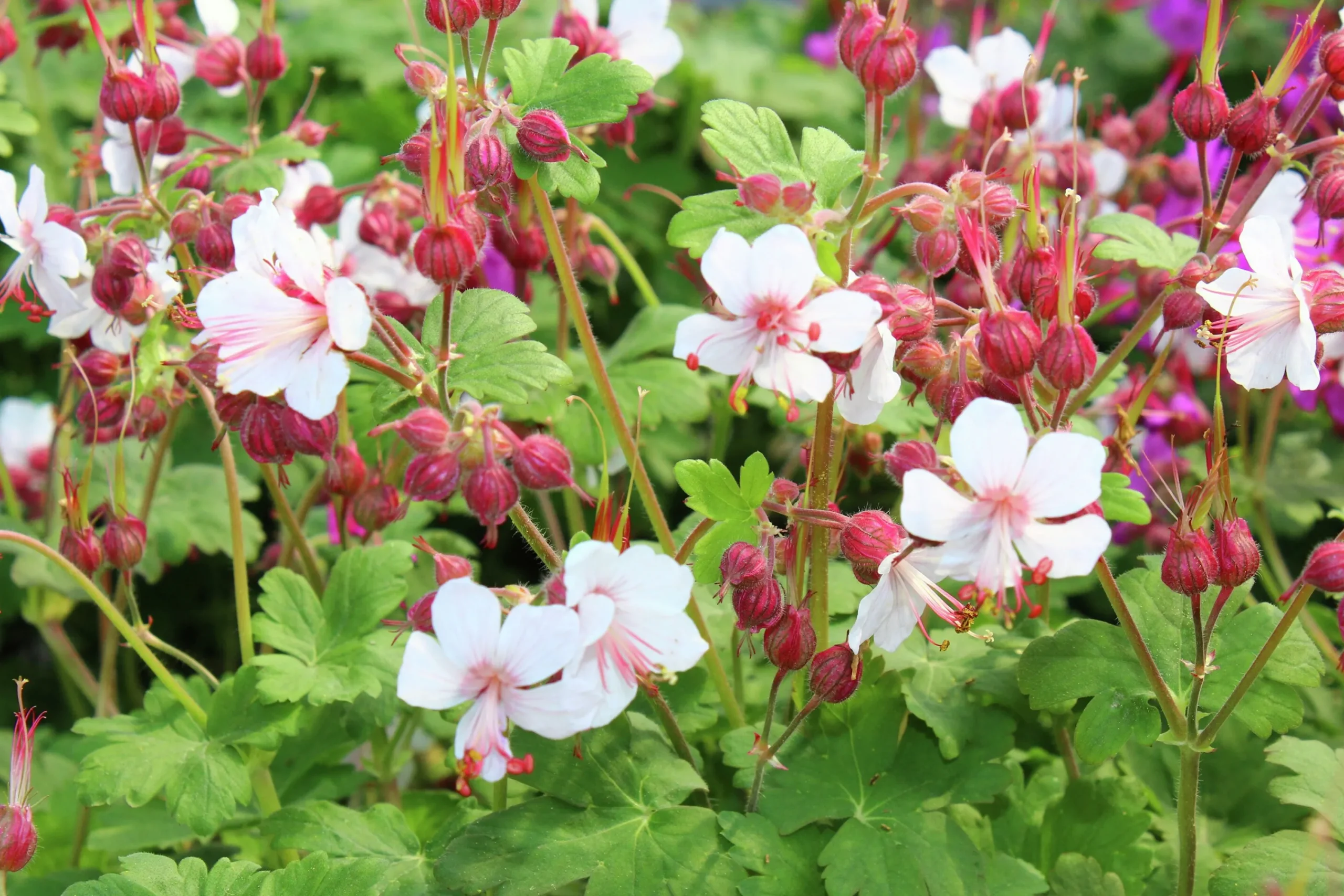 Flocknäva 'Spessart'>Omnia garden Online