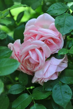 Floribundaros 'Astrid Lindgren' 'Pouluf' Barrotad>Omnia garden Discount
