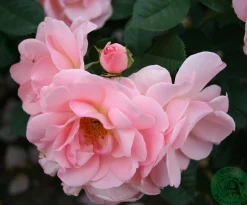 Floribundaros 'Astrid Lindgren' 'Pouluf' Barrotad><noscript><img width=