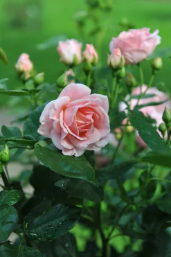 Floribundaros 'Astrid Lindgren' 'Pouluf' Barrotad><noscript><img width=