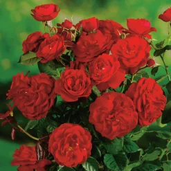 Floribundaros 'Carl Philip' syn. 'Christian IV' 'Korpeahn' Barrotad>Omnia garden New
