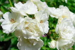 Floribundaros 'Climbing Iceberg' syn. 'Climbing Schneewittchen' Barrotad>Omnia garden New