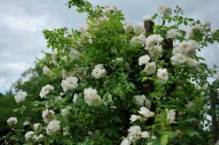 Floribundaros 'Climbing Iceberg' syn. 'Climbing Schneewittchen' Barrotad><noscript><img width=