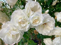 Floribundaros 'Climbing Iceberg' syn. 'Climbing Schneewittchen' Barrotad><noscript><img width=