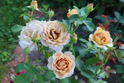 Floribundaros 'Honey Dijon' Barrotad>Omnia garden Best