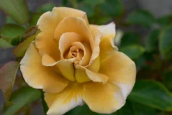 Floribundaros 'Honey Dijon' Barrotad><noscript><img width=