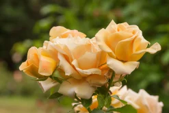 Floribundaros 'Honey Dijon' Barrotad><noscript><img width=