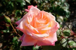 Floribundaros 'Kalmar' 'Poulkalm' Barrotad>Omnia garden