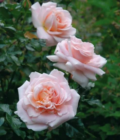 Floribundaros 'Kalmar' 'Poulkalm' Barrotad>Omnia garden