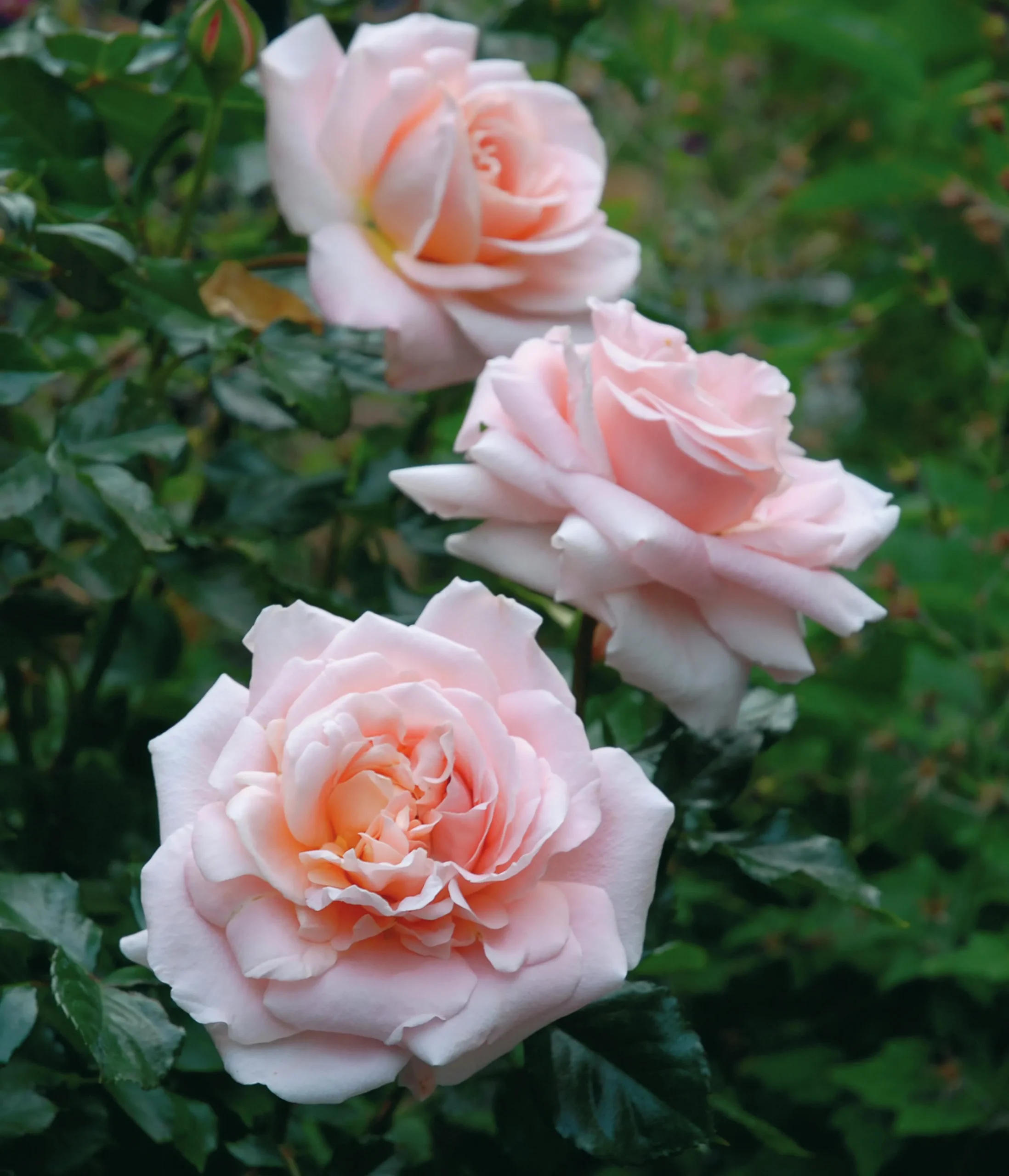 Floribundaros 'Kalmar' 'Poulkalm' Barrotad>Omnia garden