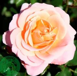 Floribundaros 'Kalmar' 'Poulkalm' Barrotad><noscript><img width=