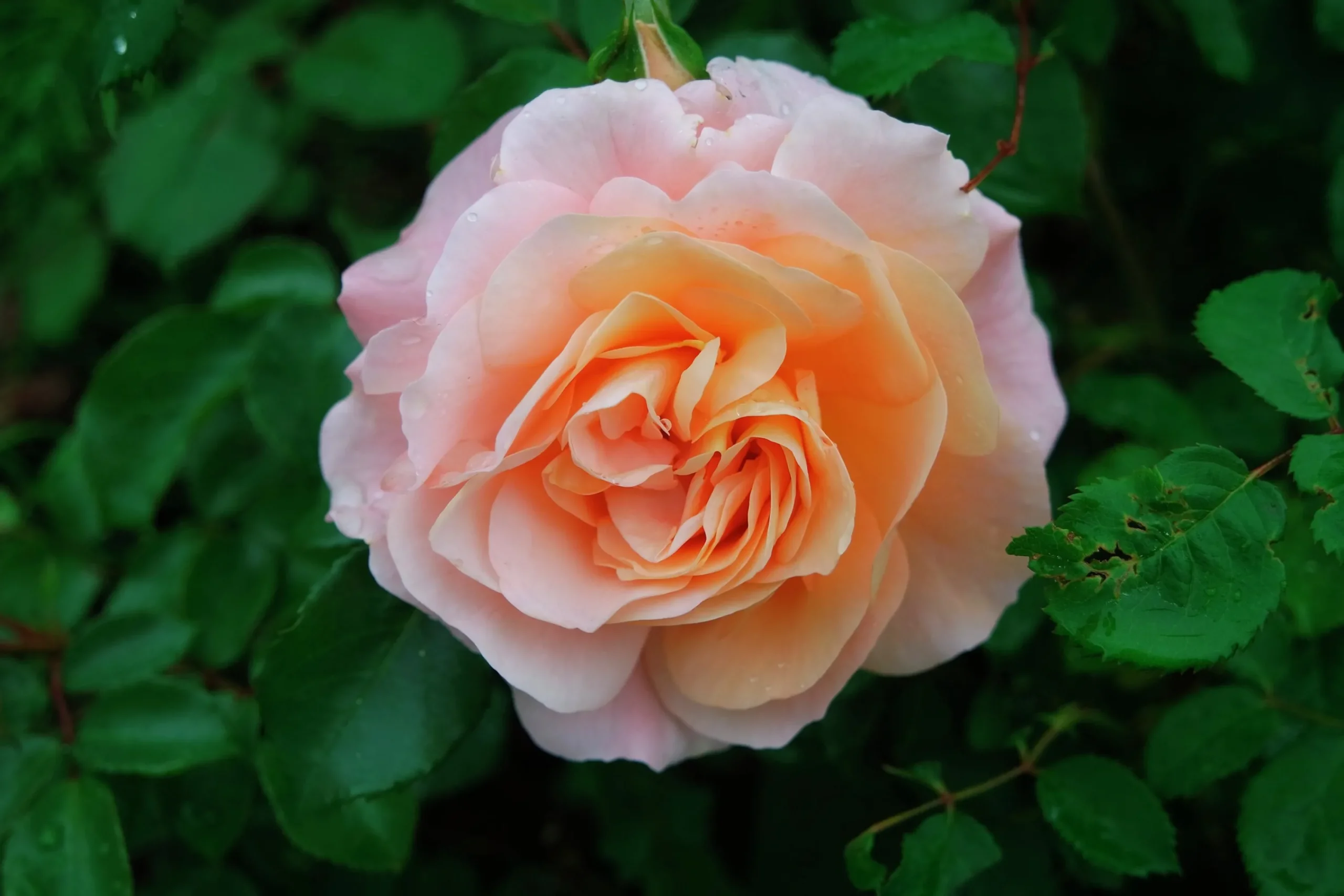 Floribundaros 'Kalmar' 'Poulkalm' Barrotad>Omnia garden
