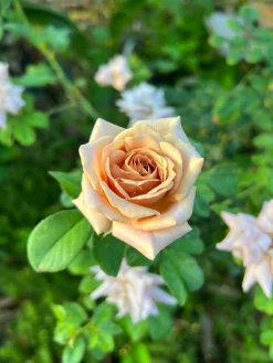 Floribundaros 'Koko Loko Wekbijou' Barrotad>Omnia garden Sale