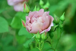 Floribundaros 'Koko Loko Wekbijou' Barrotad>Omnia garden Sale