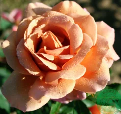 Floribundaros 'Koko Loko Wekbijou' Barrotad><noscript><img width=