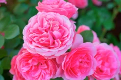 Floribundaros 'Leonardo da Vinci' 'Meideauri' Barrotad>Omnia garden Outlet