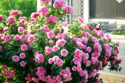 Floribundaros 'Leonardo da Vinci' 'Meideauri' Barrotad>Omnia garden Outlet