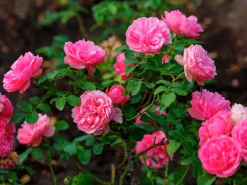 Floribundaros 'Leonardo da Vinci' 'Meideauri' Barrotad><noscript><img width=