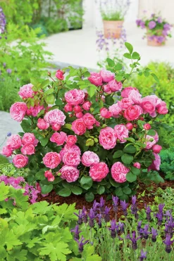 Floribundaros 'Leonardo da Vinci' 'Meideauri' Barrotad><noscript><img width=