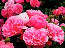 Floribundaros 'Leonardo da Vinci' 'Meideauri' Barrotad><noscript><img width=