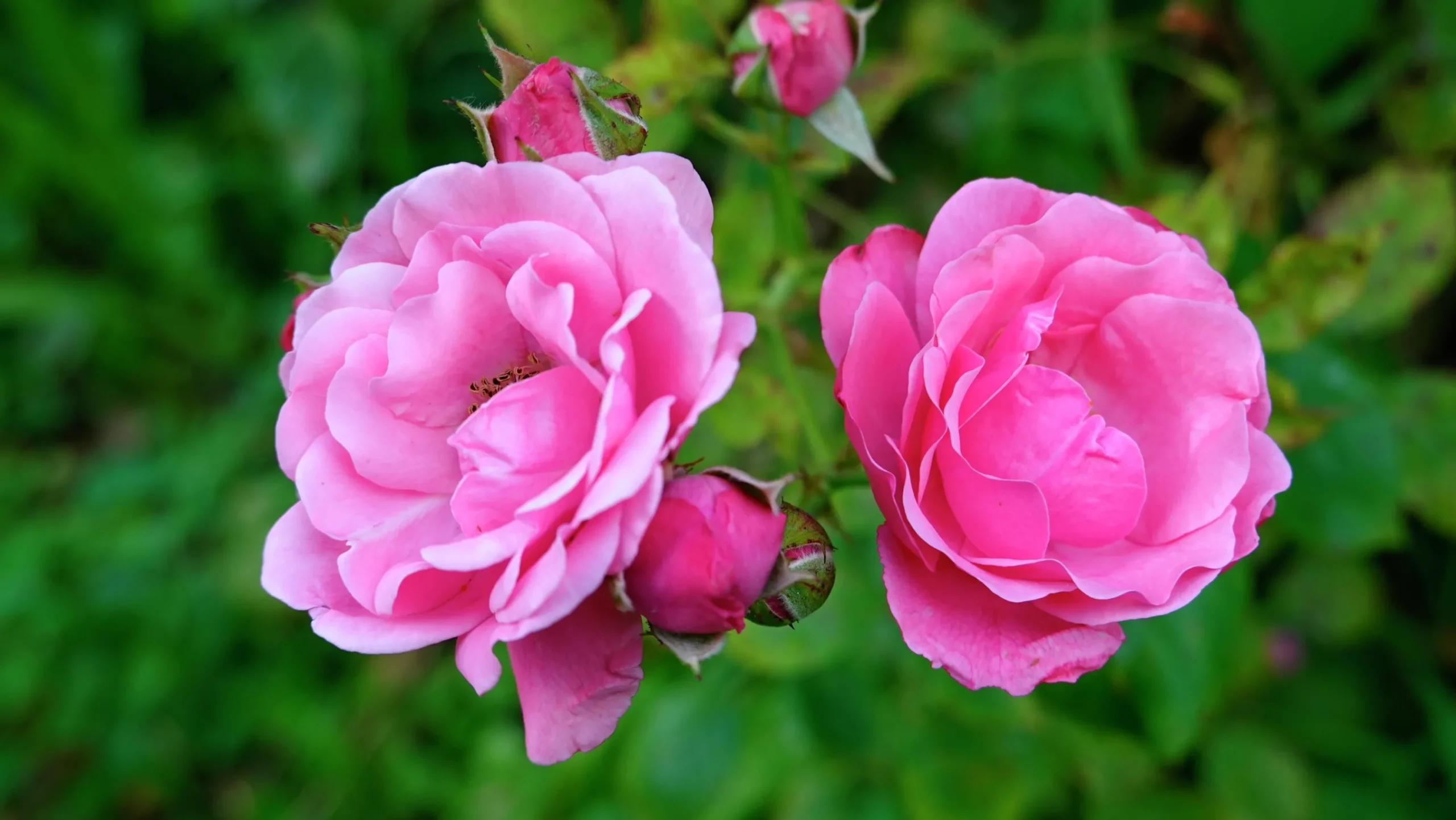 Floribundaros 'Sofiero' 'Poulsak' Barrotad>Omnia garden New
