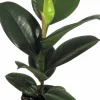 Fönsterfikus lat. Ficus elastica 'Robusta'>Mäster Grön Discount