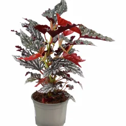 Forellbegonia Spotlight 12cm>Mäster Grön Online