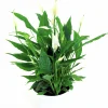 Fredskalla lat. Spathiphyllum wallisii 'Sweet Silvio'>Mäster Grön Outlet