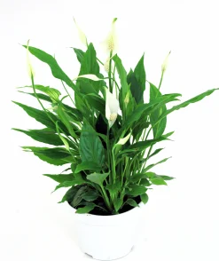 Fredskalla lat. Spathiphyllum wallisii 'Sweet Silvio'>Mäster Grön Outlet