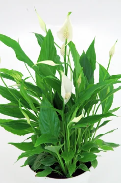Fredskalla lat. Spathiphyllum wallisii 'Sweet Silvio'>Mäster Grön Outlet