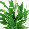 Fredskalla lat. Spathiphyllum 'Sweet Chico'>Mäster Grön Best