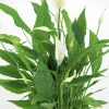 Fredskalla Sweet Silvio 14cm kruka>Danblumen