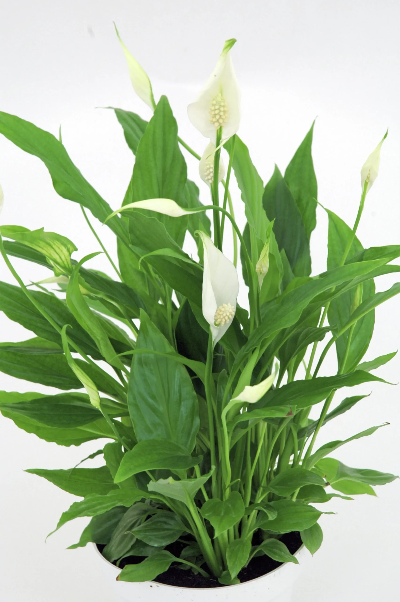 Fredskalla Sweet Silvio 14cm kruka>Danblumen